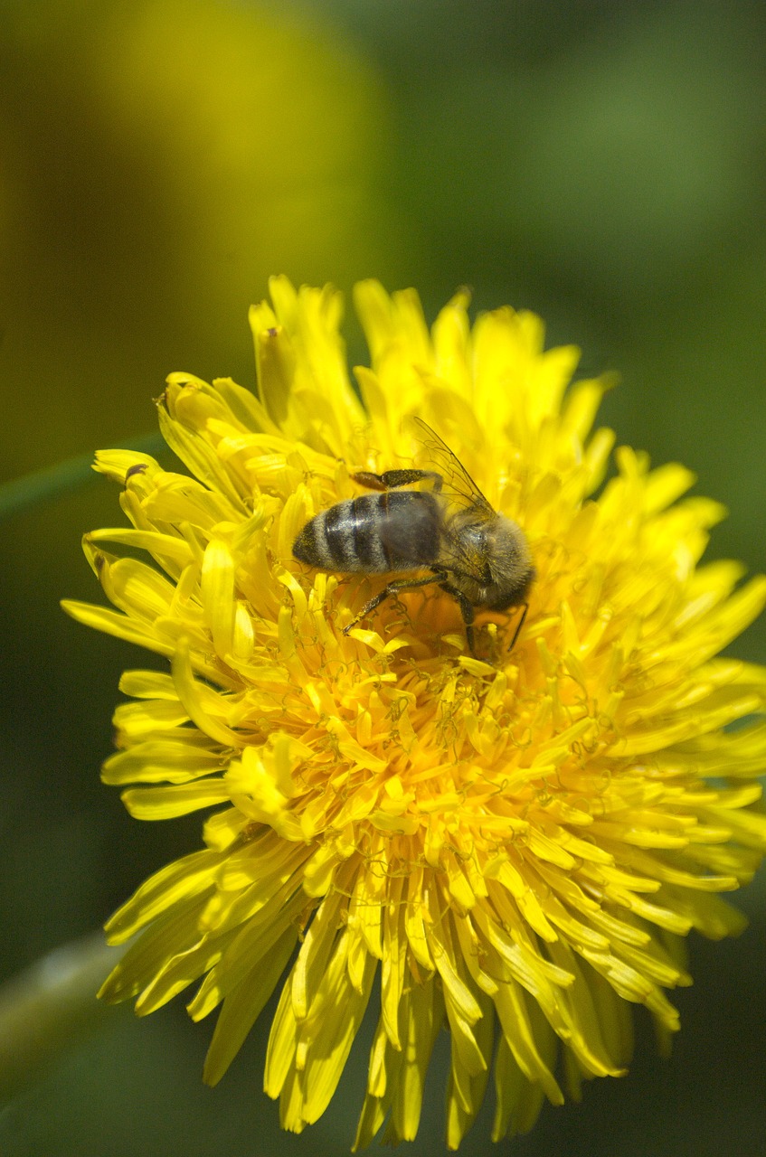 bee dandelion pollen free photo