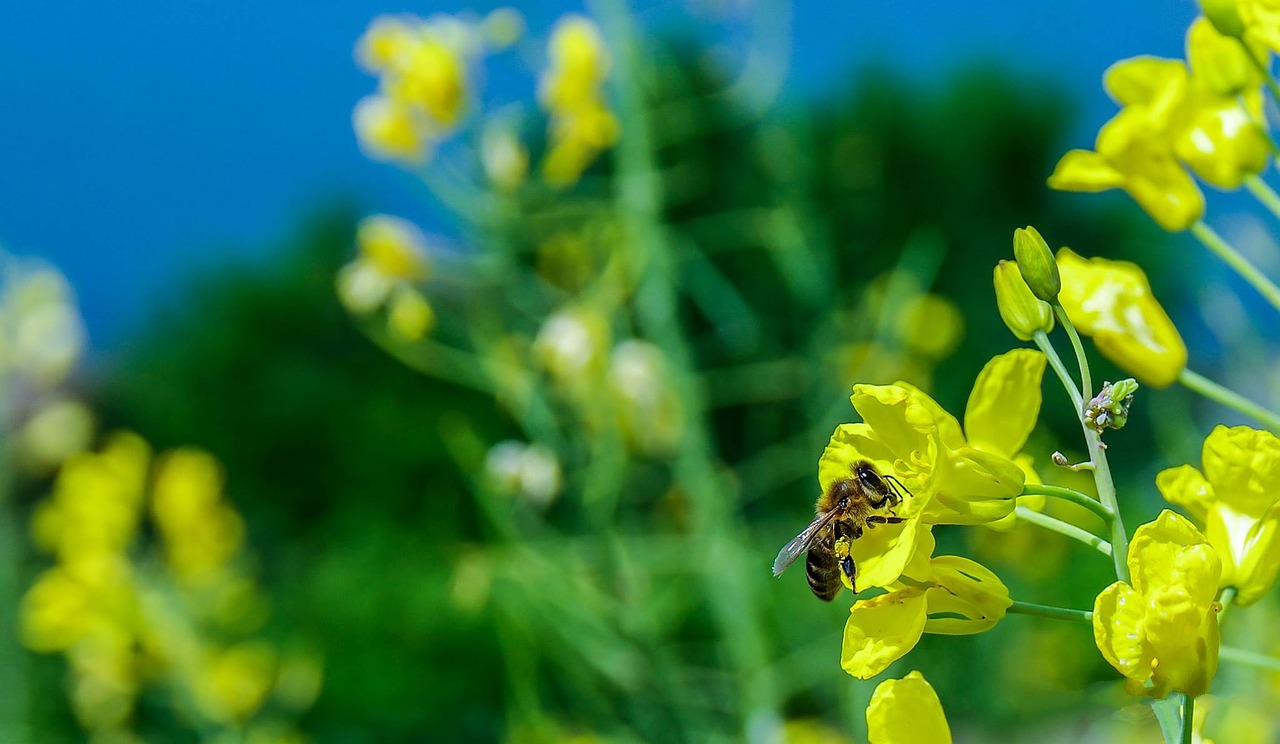 bee macro flower free photo