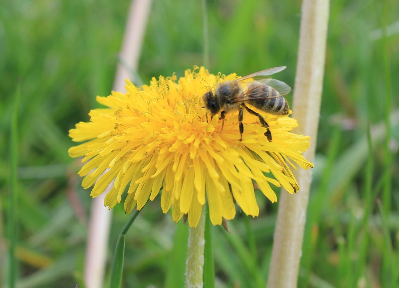 bee dandelion nature free photo