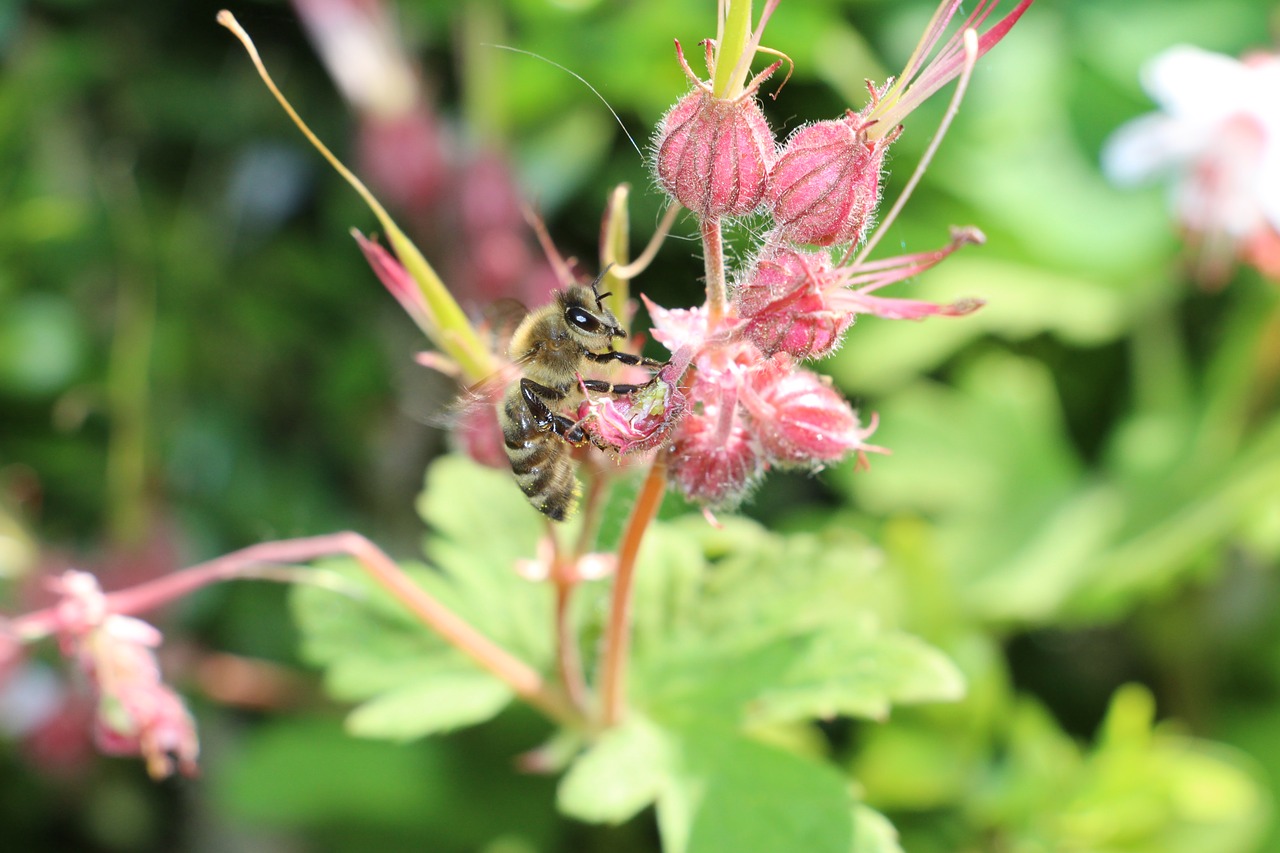 bee summer flower free photo