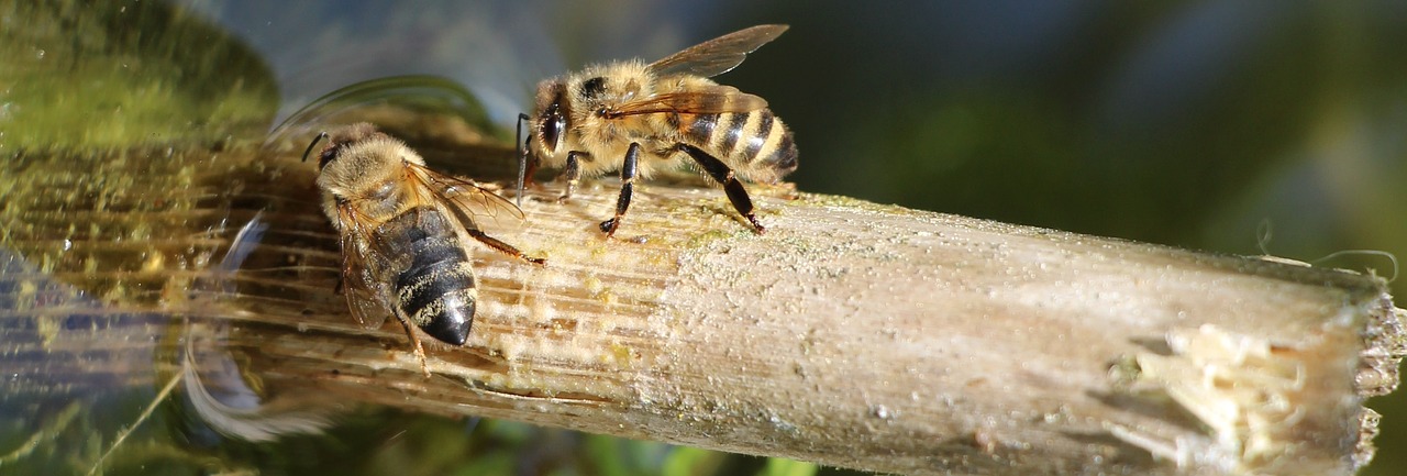 bee lake summer free photo