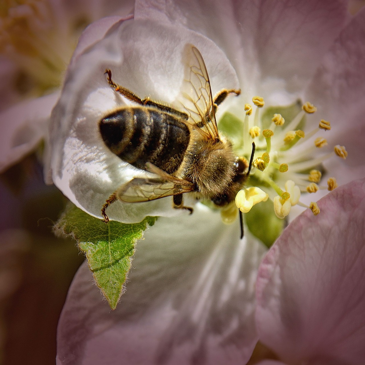 bee apple tree blossom close free photo