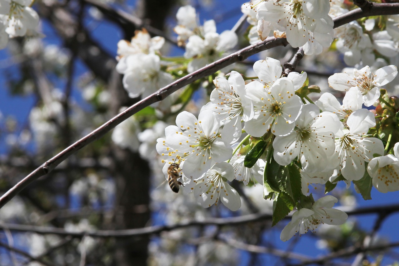 bee cherry bloom free photo