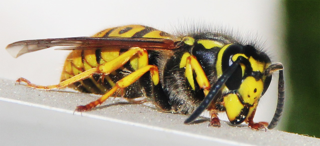 bee wasp insect free photo