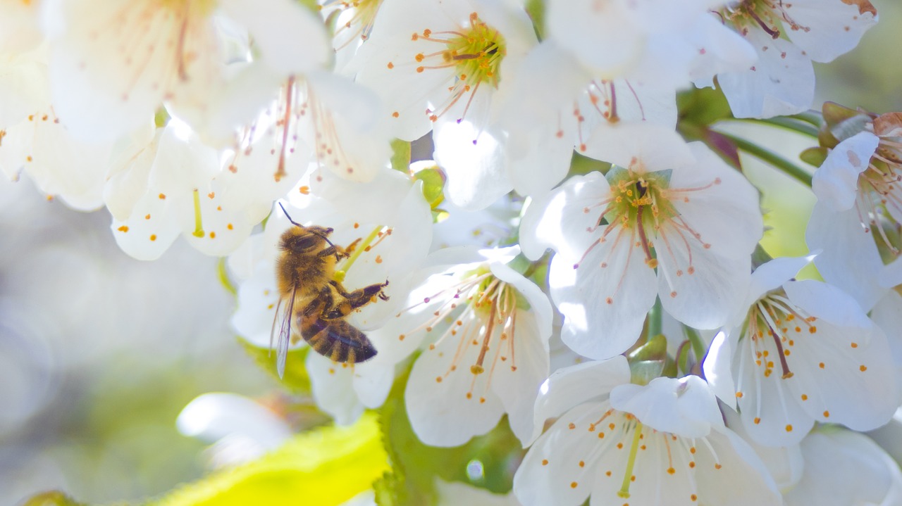 bee flower blossom free photo