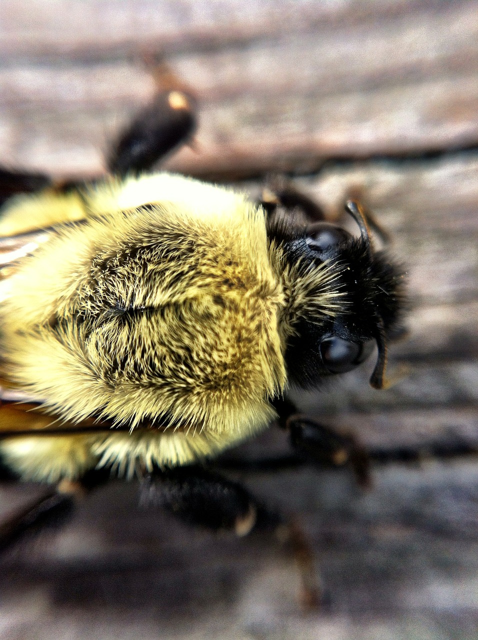 bee wasp macro free photo