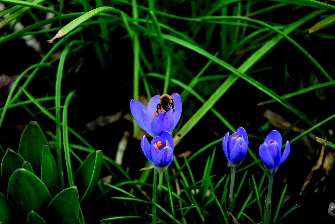 bee crocus blossom free photo