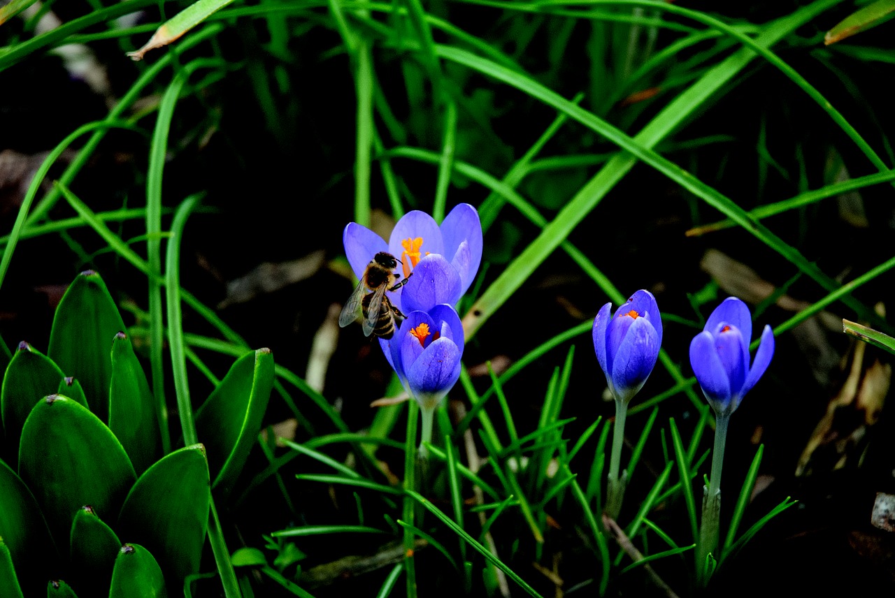 bee crocus blossom free photo