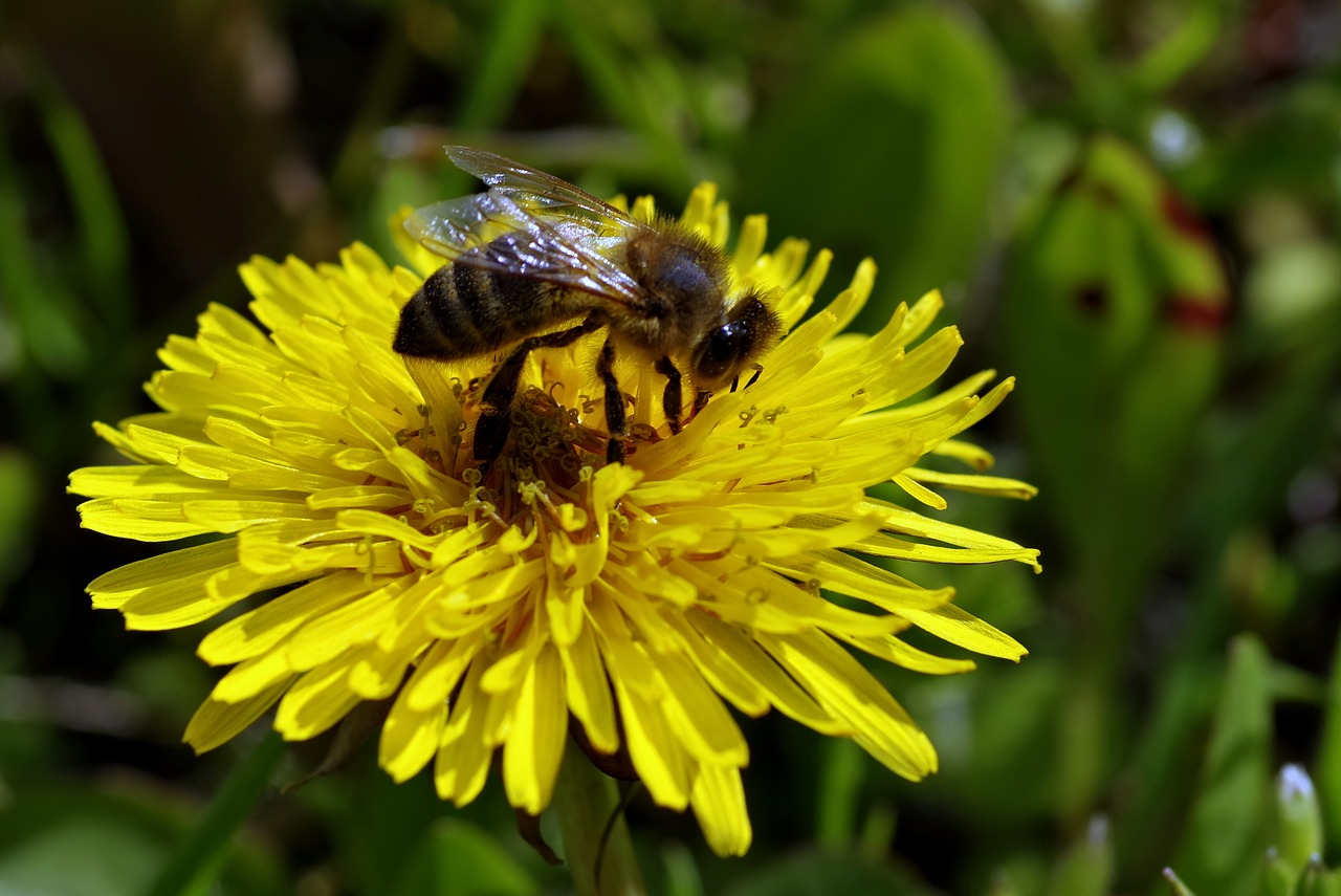 bee flower dandelion free photo