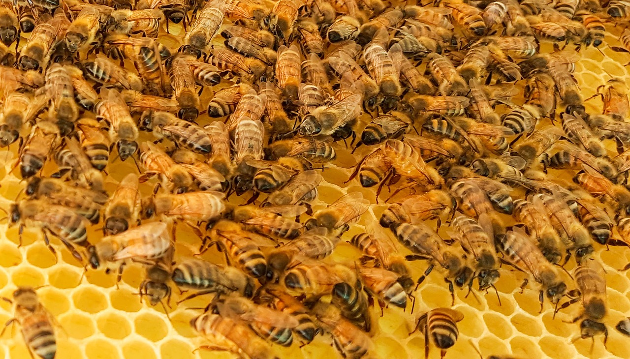 bee bees honey free photo