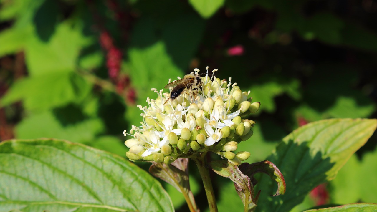 bee blossom bloom free photo