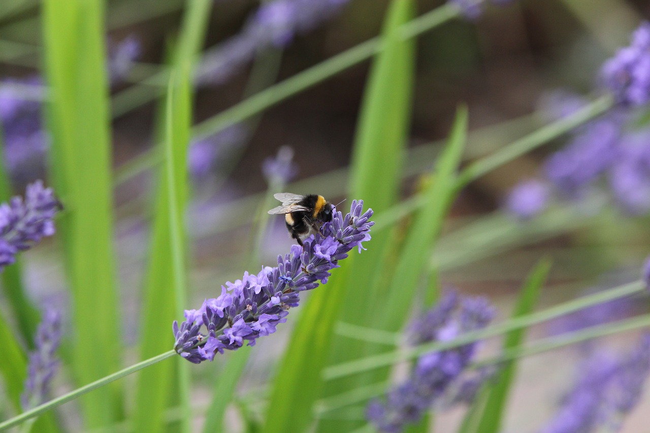 bee lavender insect free photo