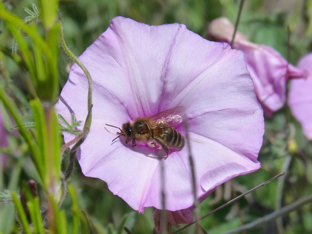 bee libar flower free photo