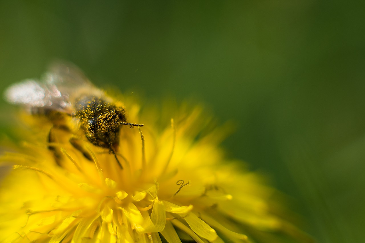 bee dandelion flower free photo