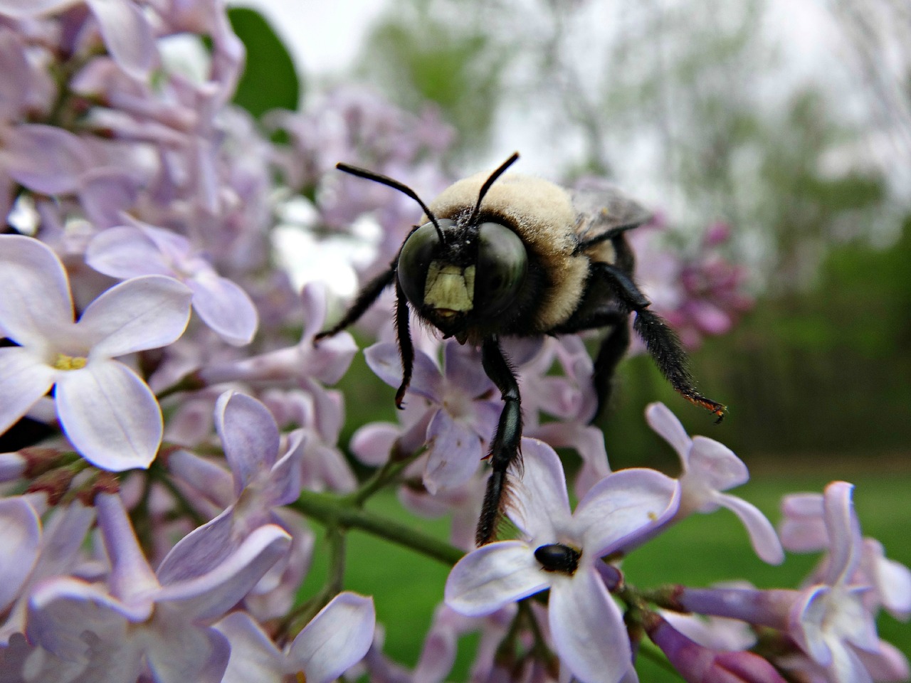 bee flower nature free photo