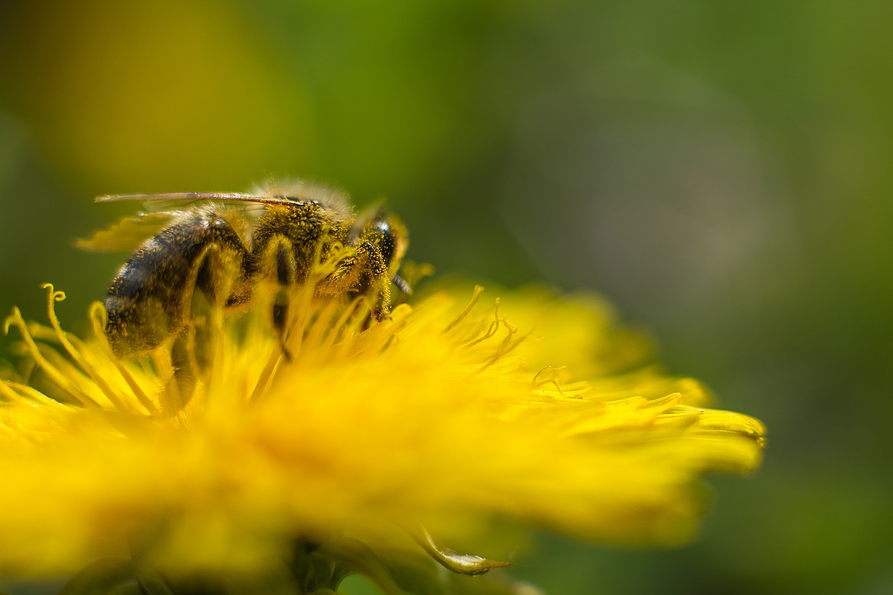 bee dandelion flower free photo