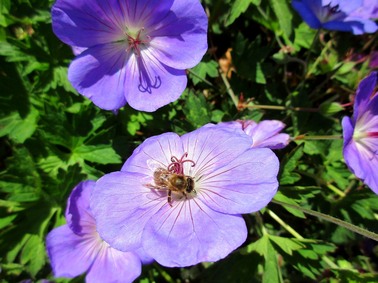 bee flower purple free photo