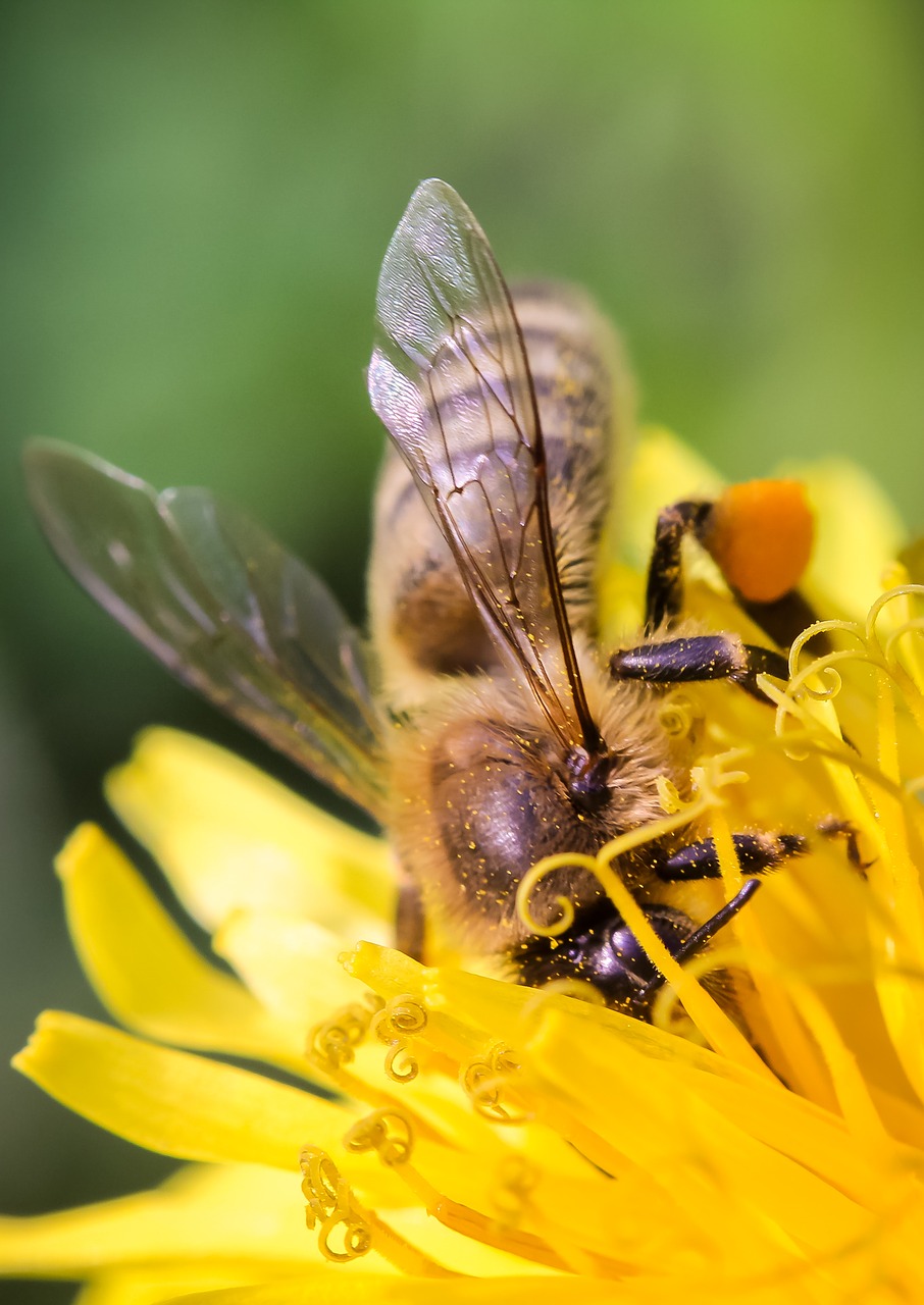 bee closeup macro free photo