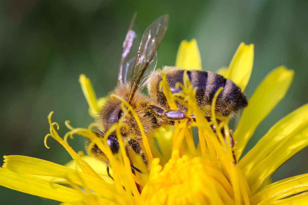 bee closeup macro free photo