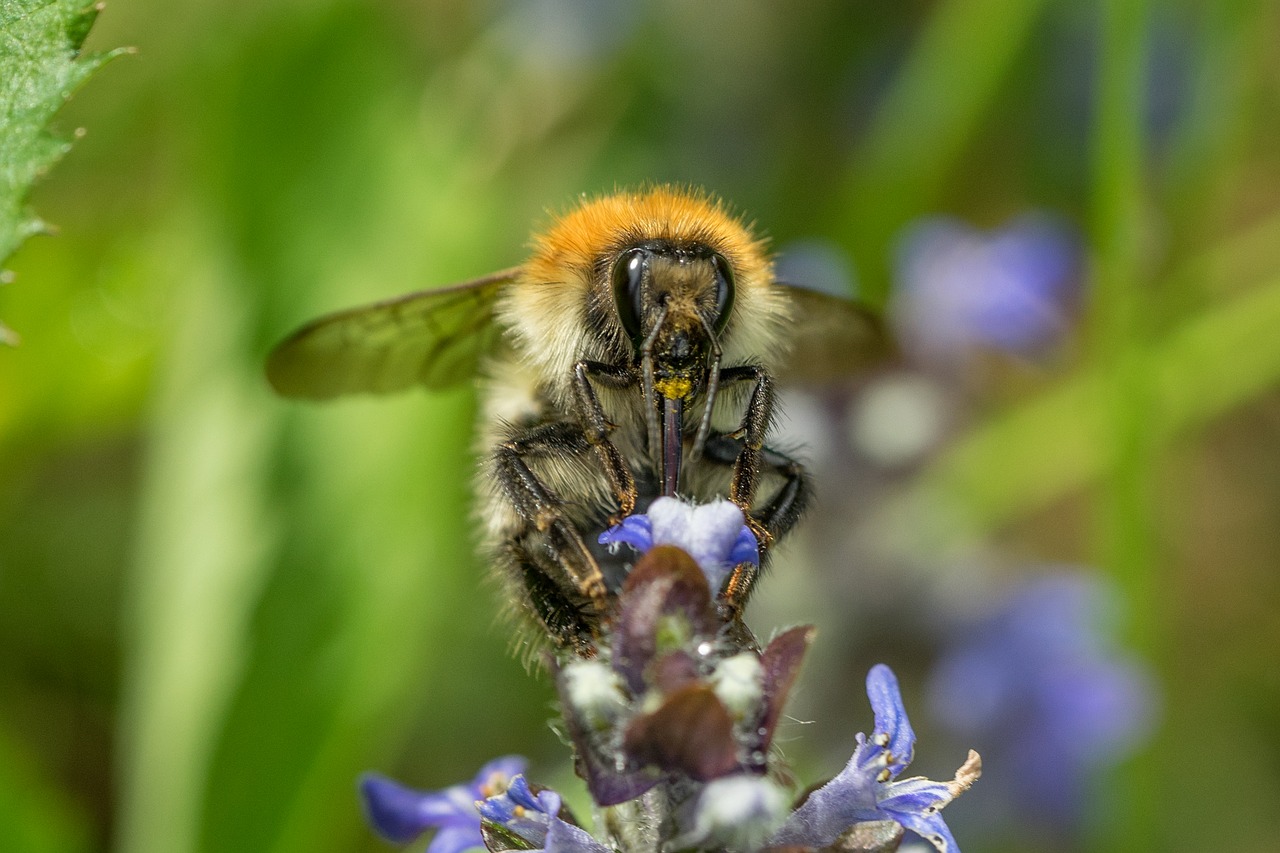 bee pollination macro free photo