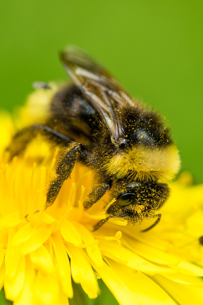 bee pollination blossom free photo