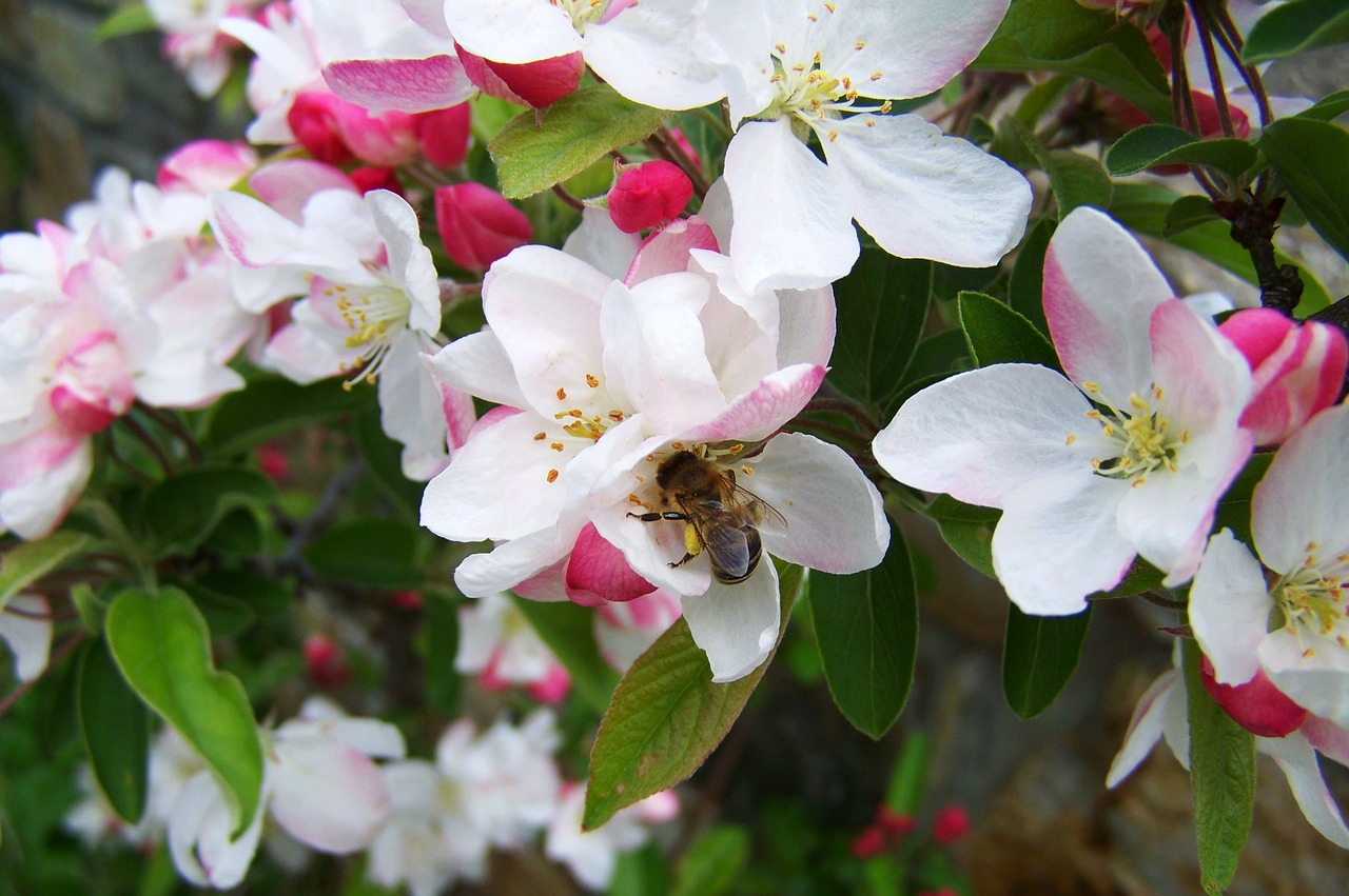 bee pollination bloom free photo