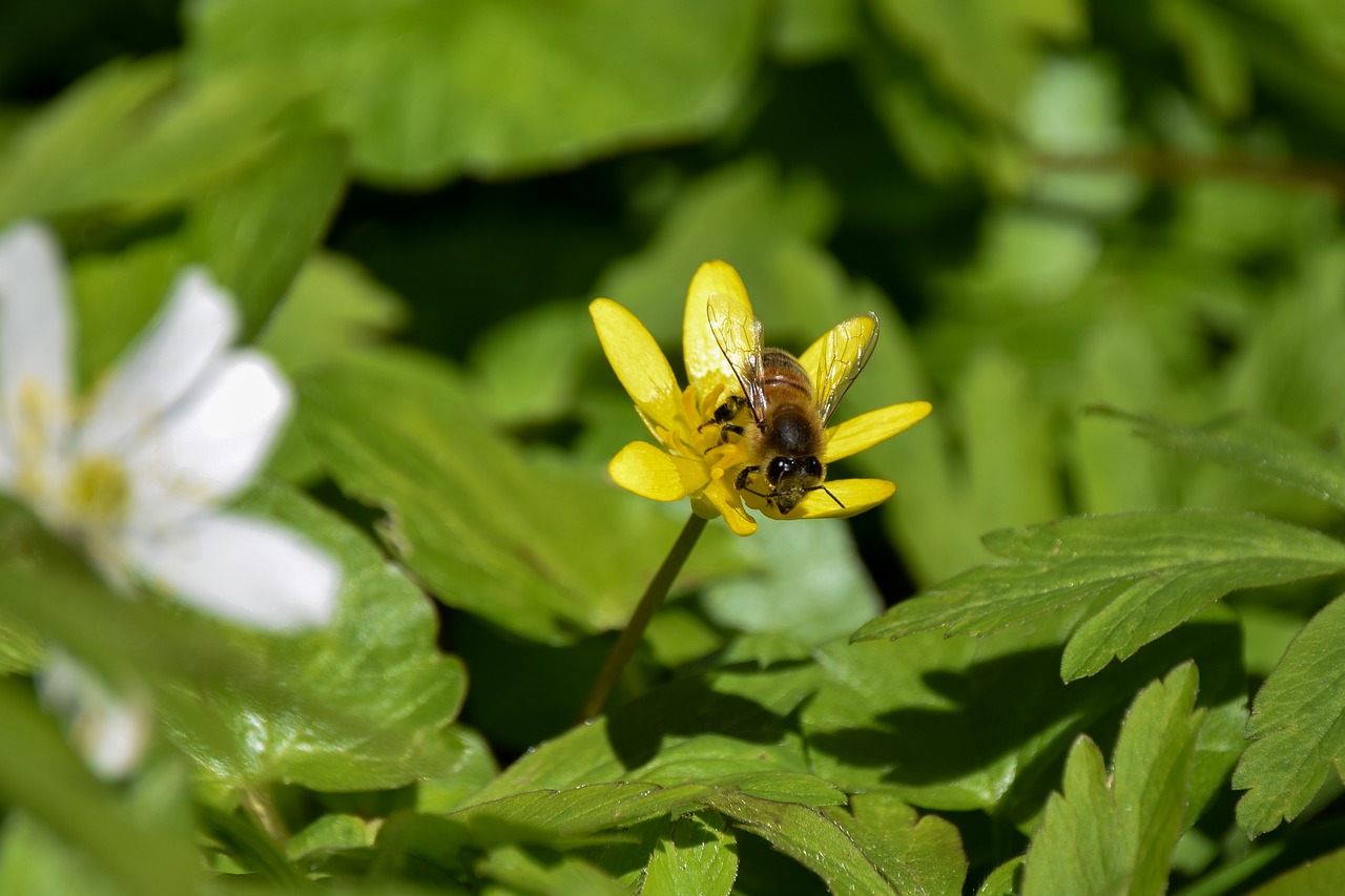 bee eyes insect free photo