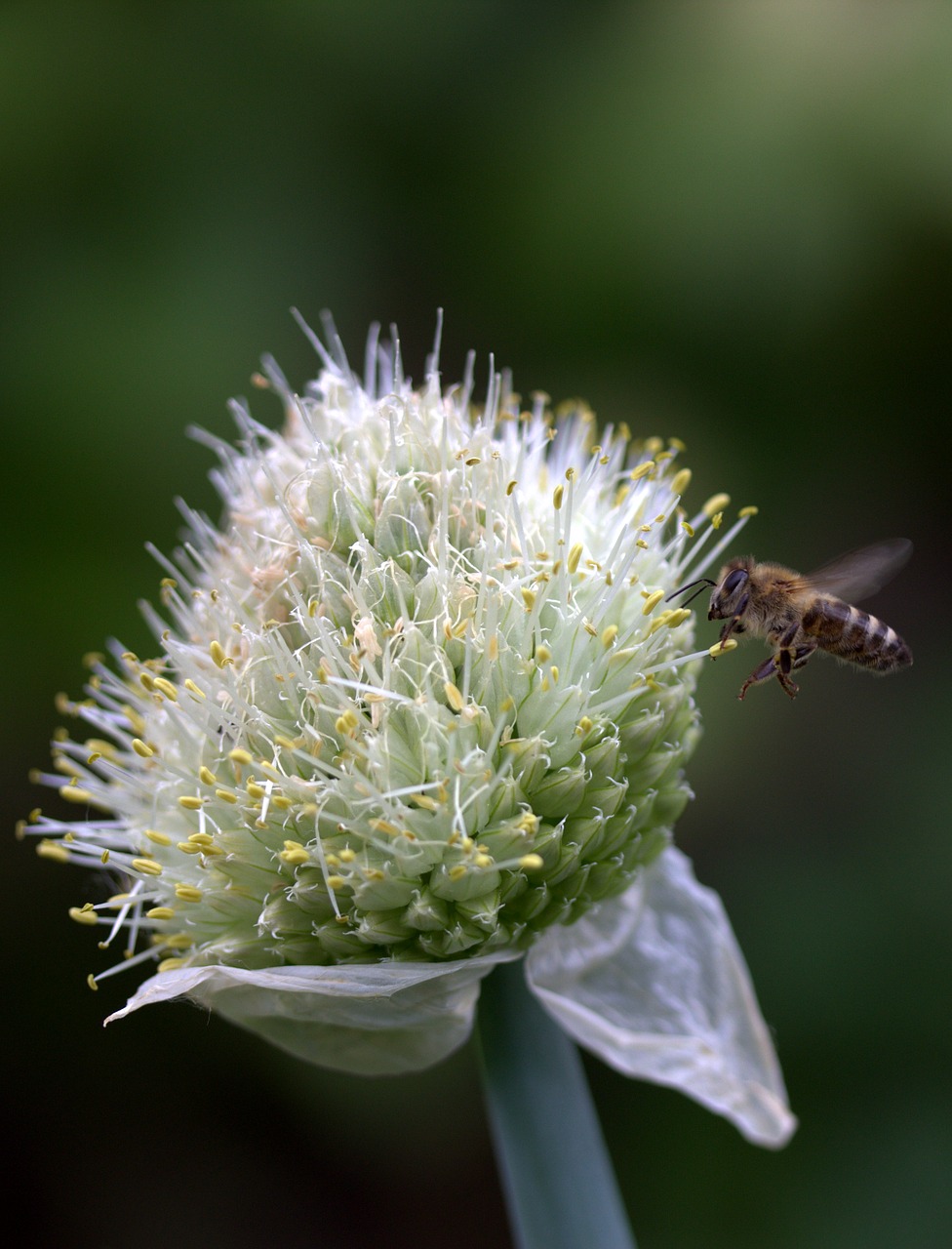 bee flight flower free photo