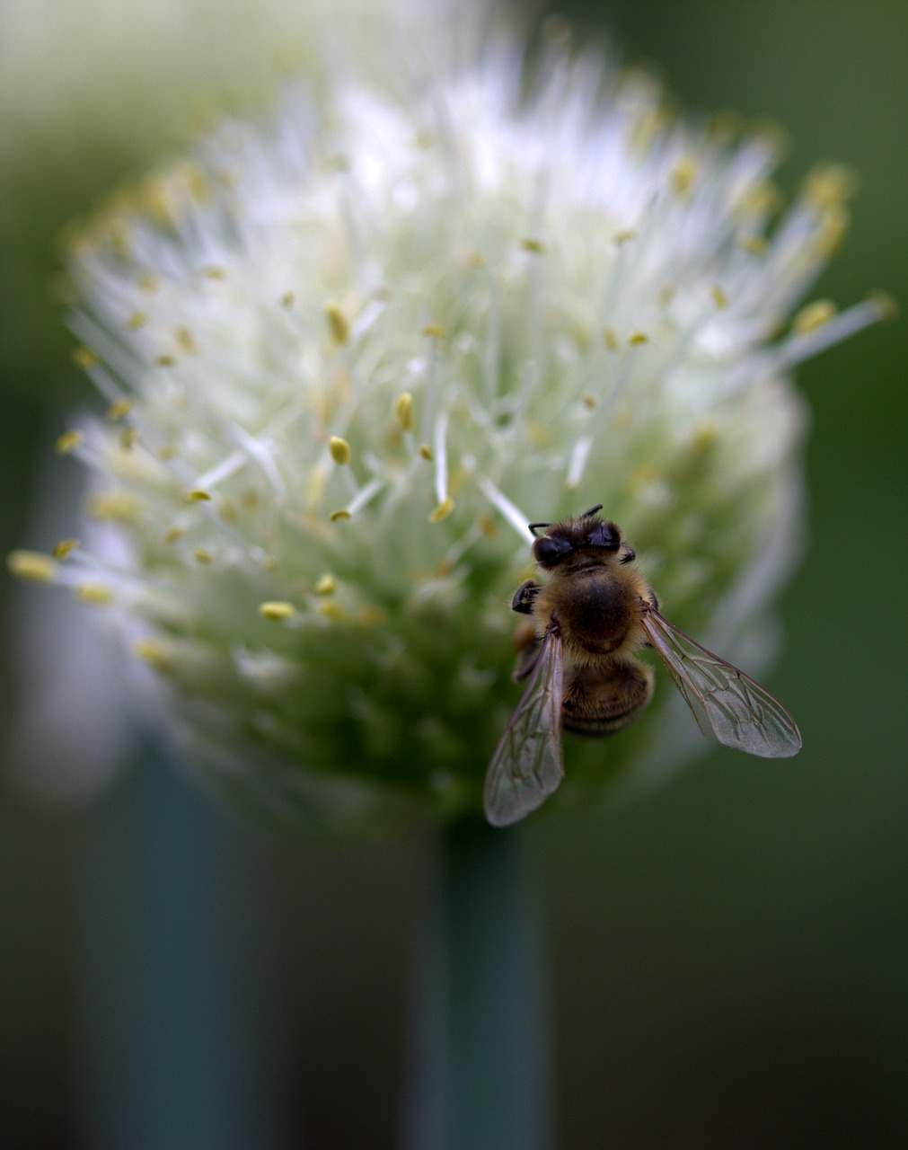 bee flight flower free photo