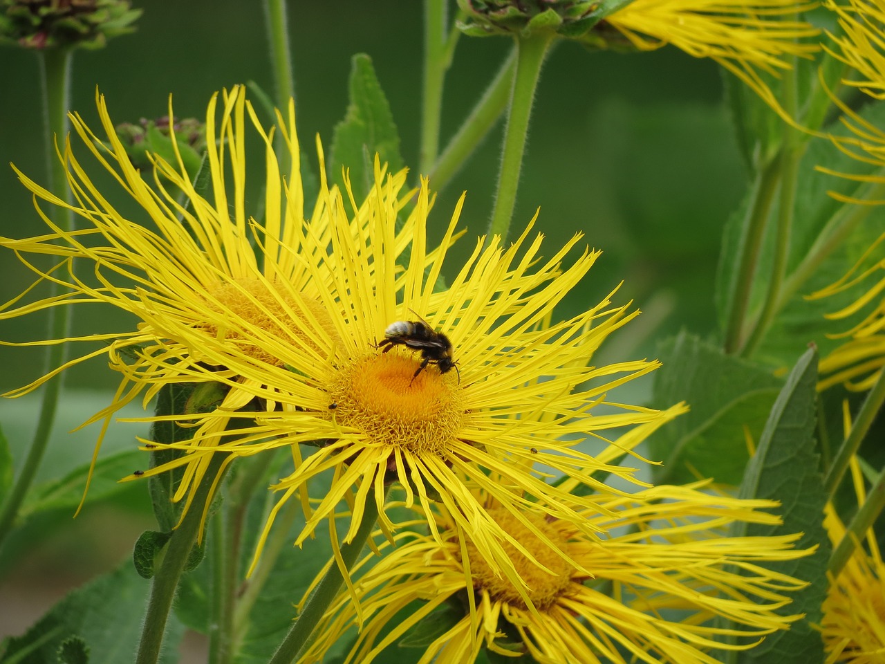 bee flower dandelion free photo