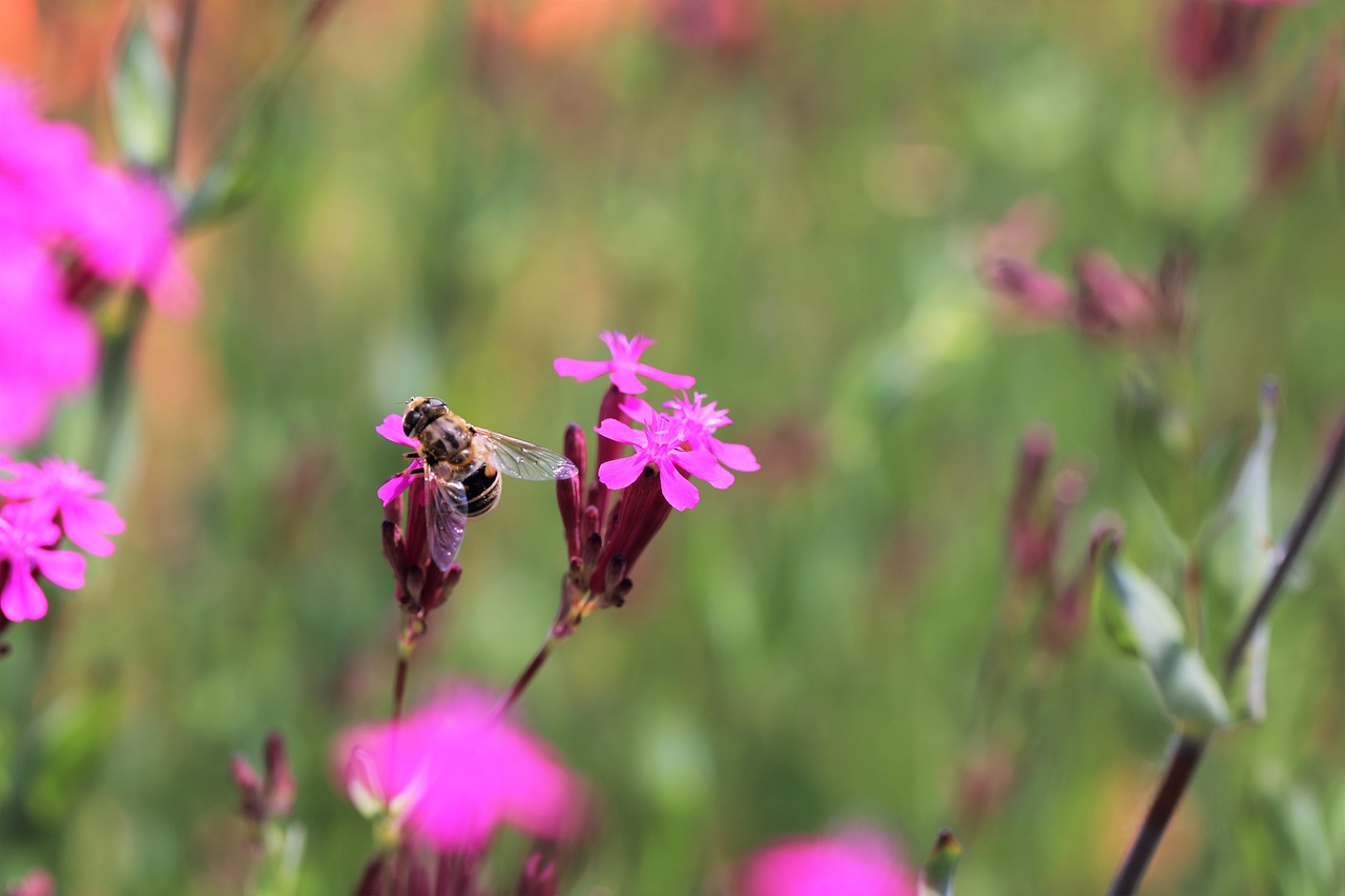 bee plants blossom free photo