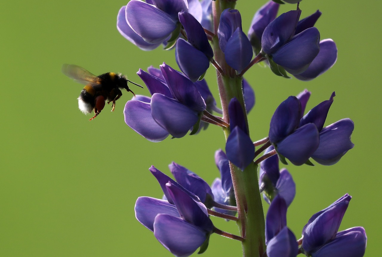 bee lupine flower free photo