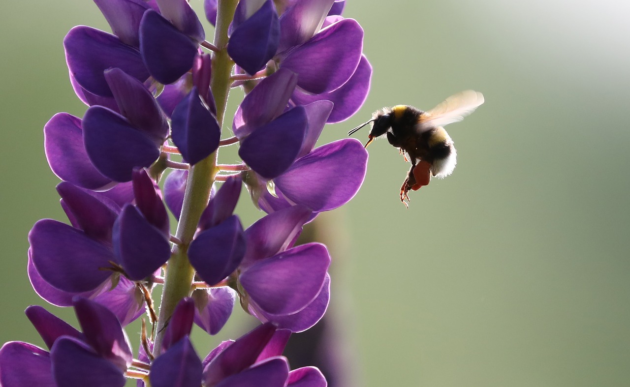 bee lupine flower free photo