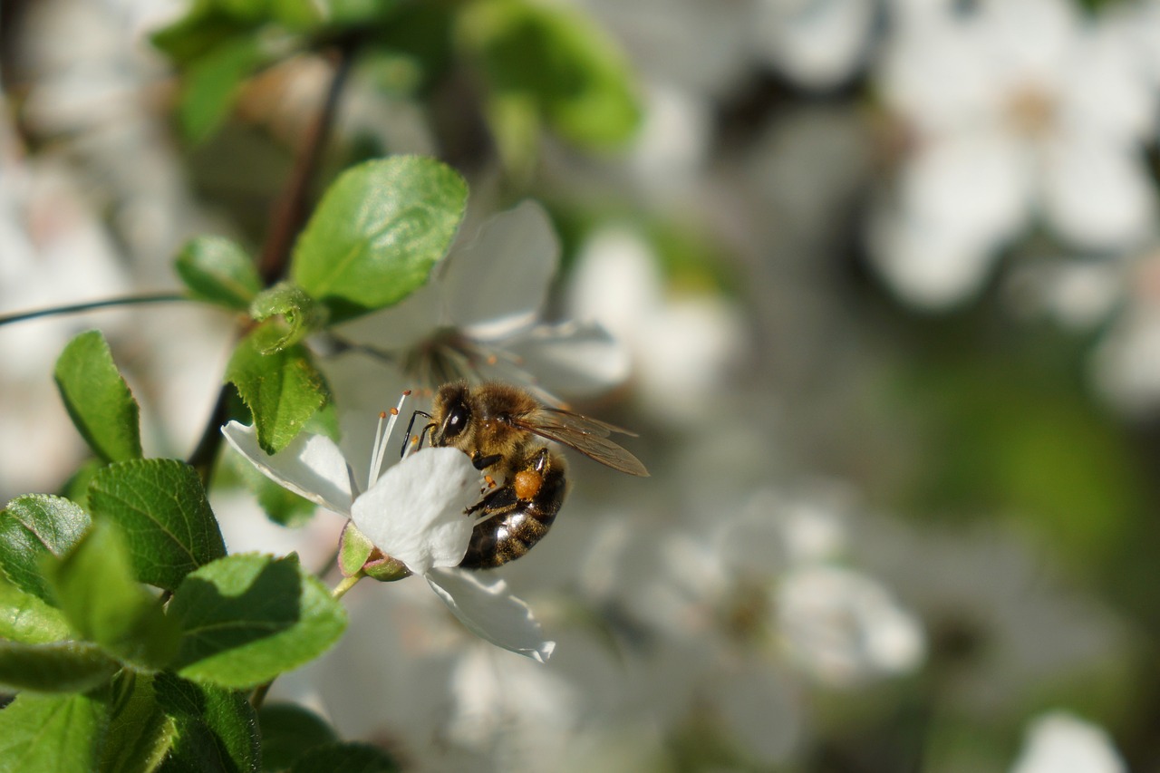 bee flower spring free photo