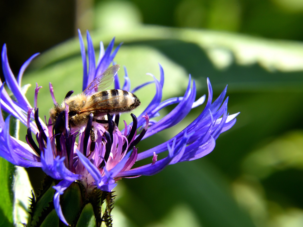 bee cornflower close free photo