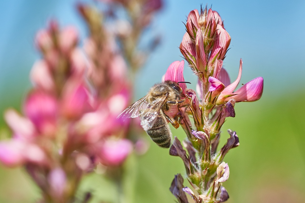 bee flower field free photo