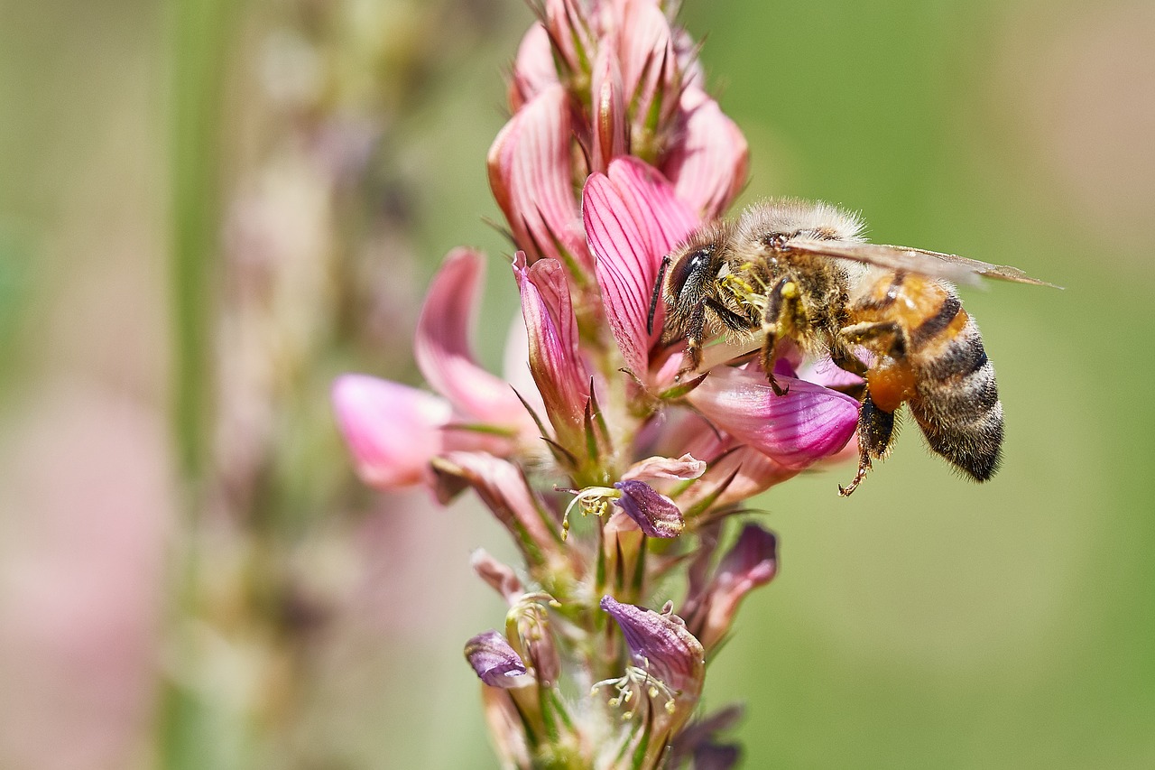 bee flower field free photo