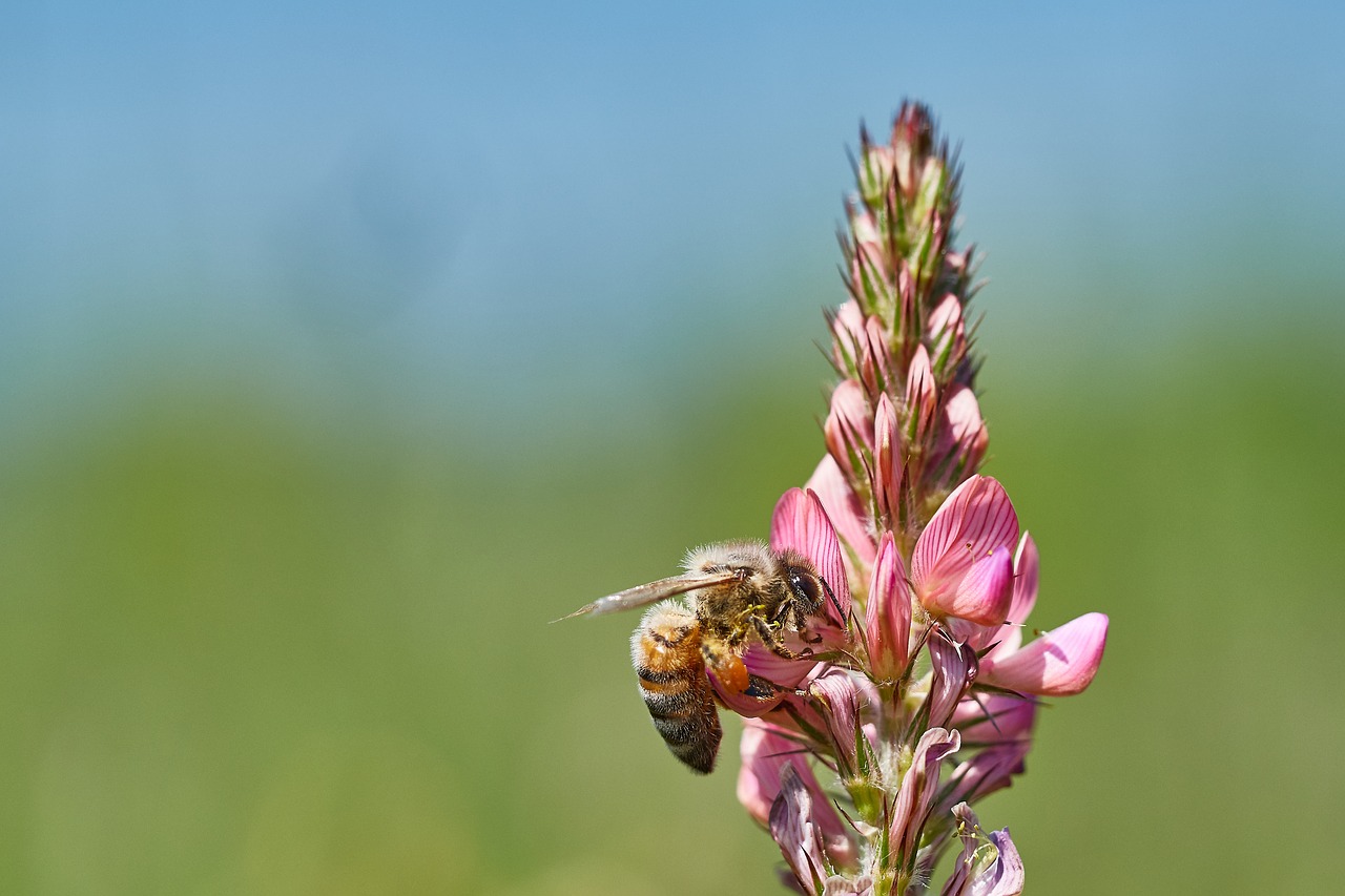 bee flower field free photo