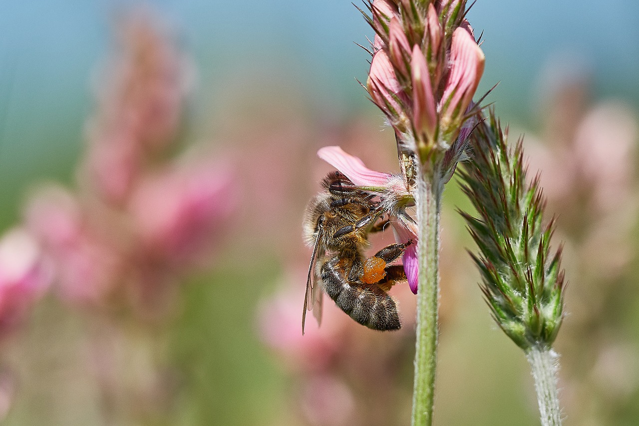 bee flower field free photo