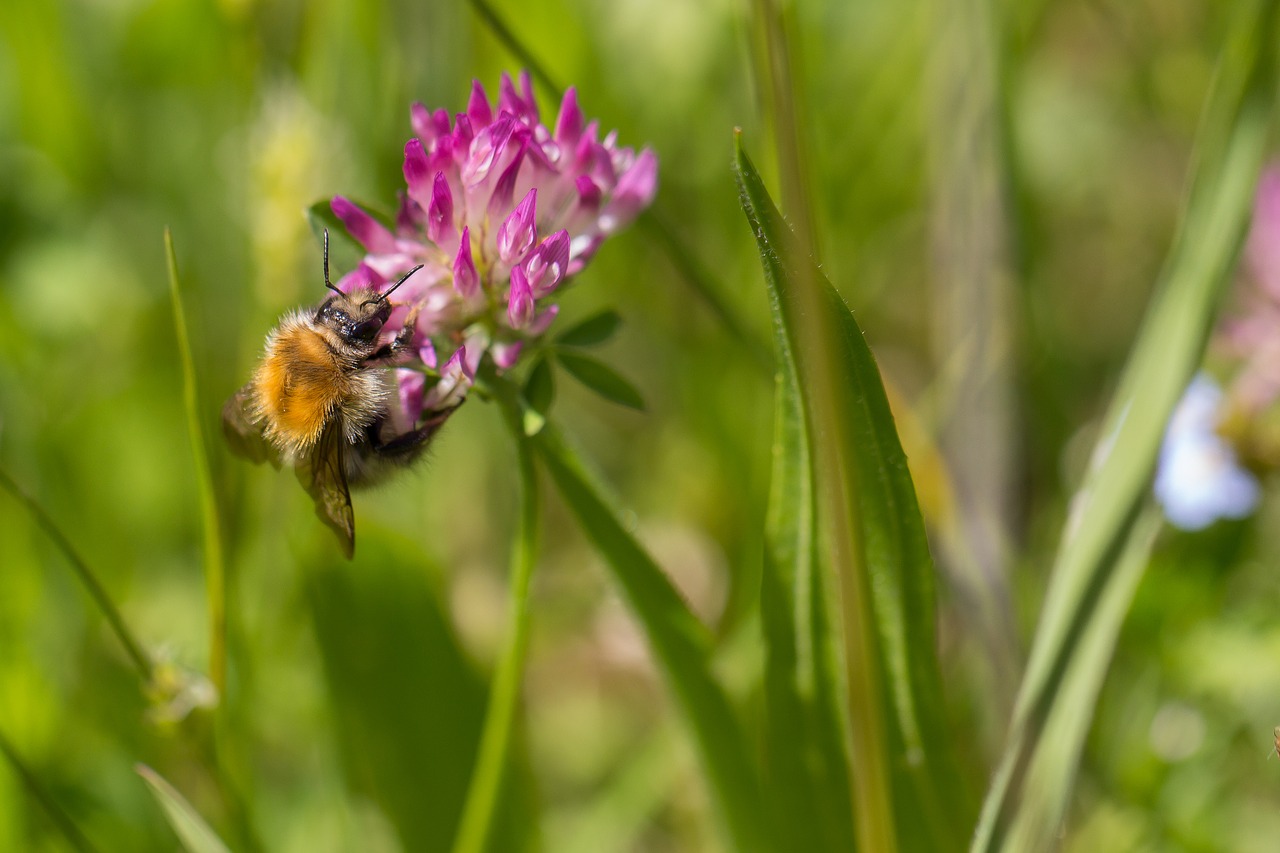 bee nectar flowers free photo