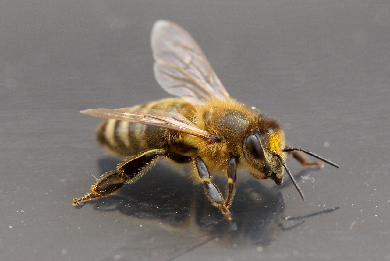 bee insecta wings free photo