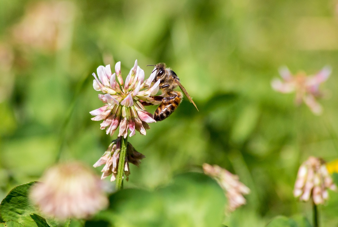 bee spring insect free photo