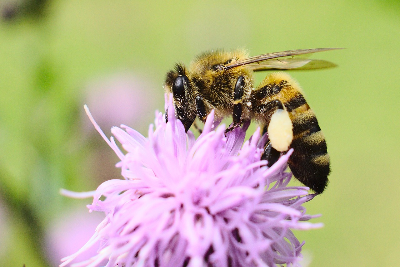 bee flower spring free photo