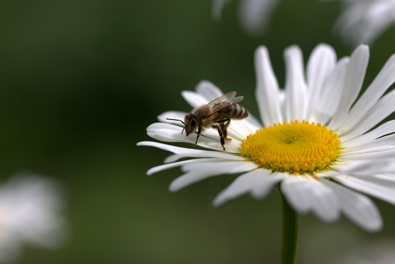 bee daisy pollen free photo