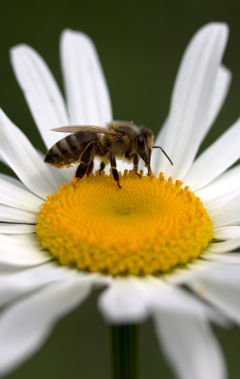 bee daisy pollen free photo