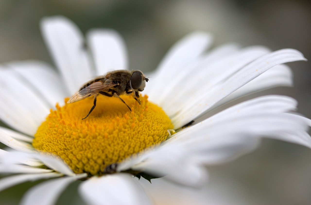 bee daisy pollen free photo