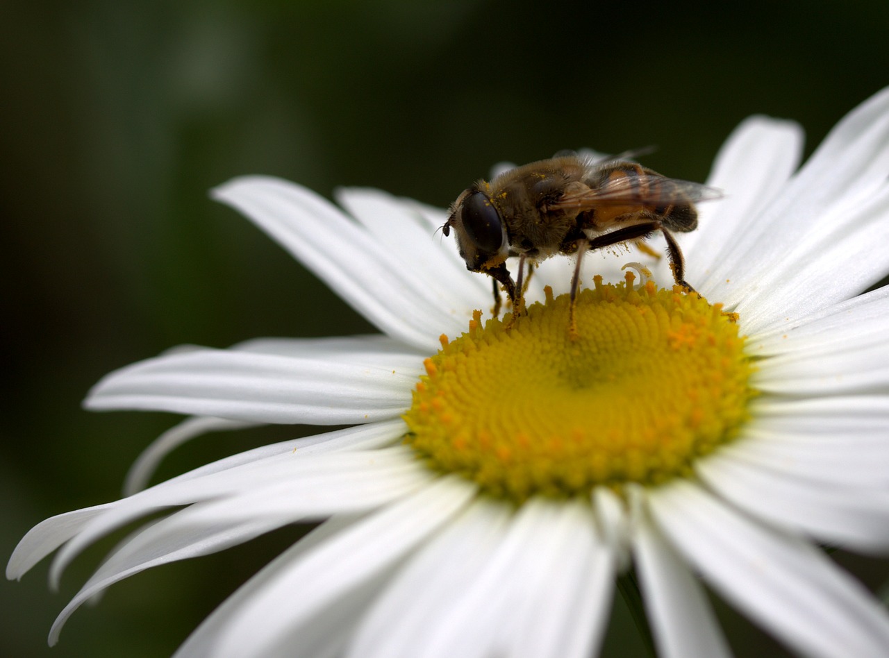 bee daisy pollen free photo