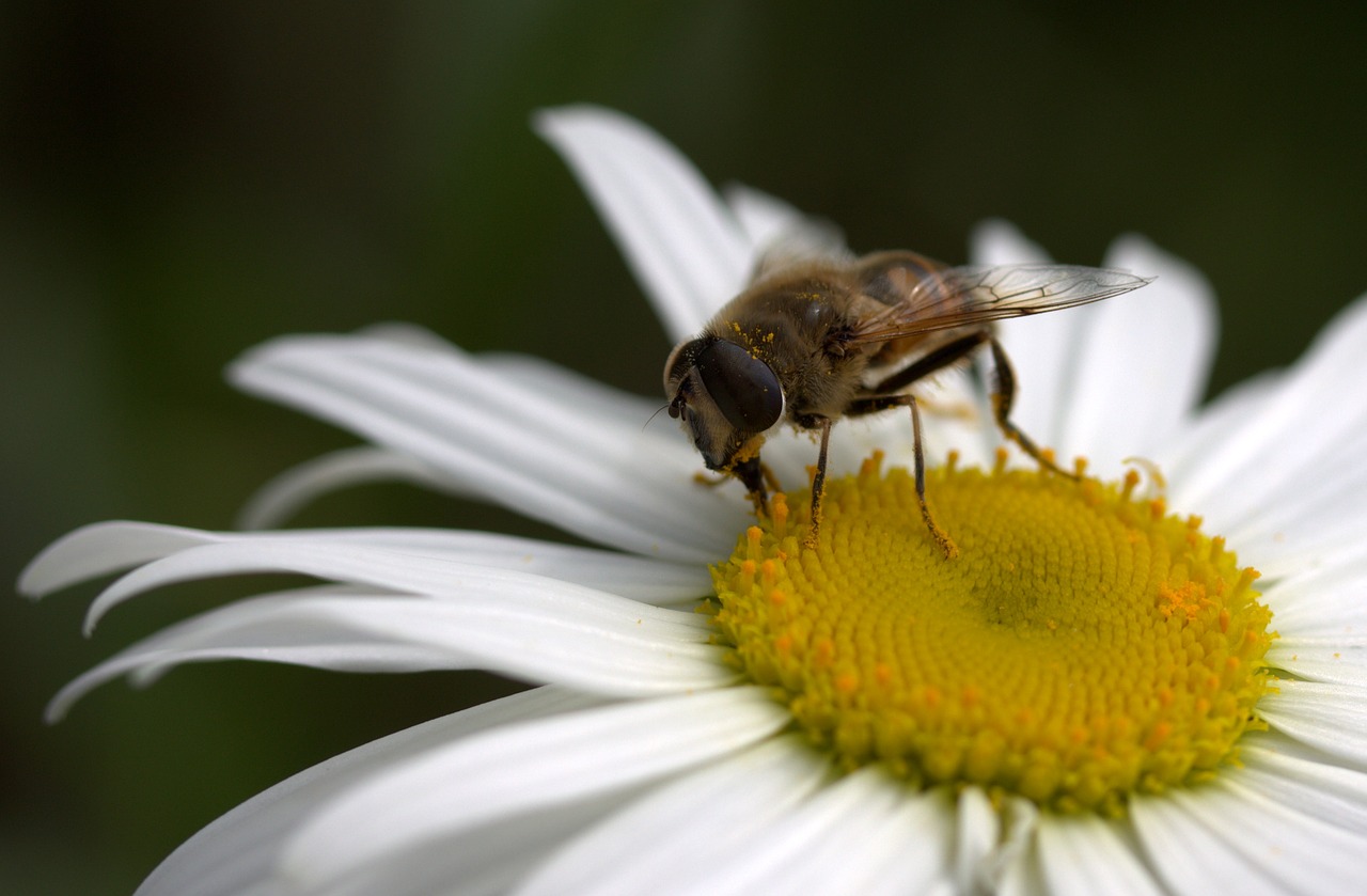 bee daisy pollen free photo