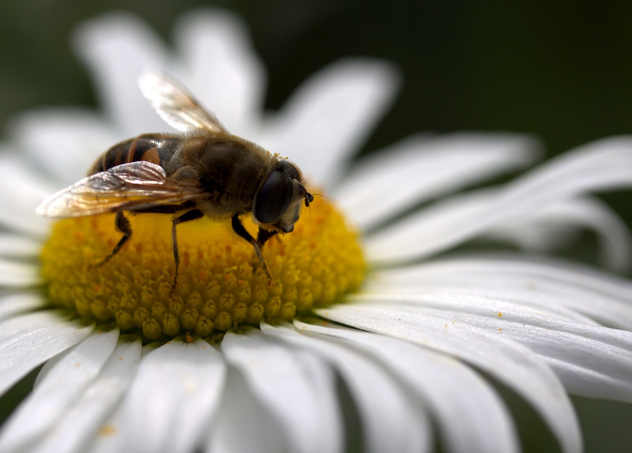 bee daisy pollen free photo