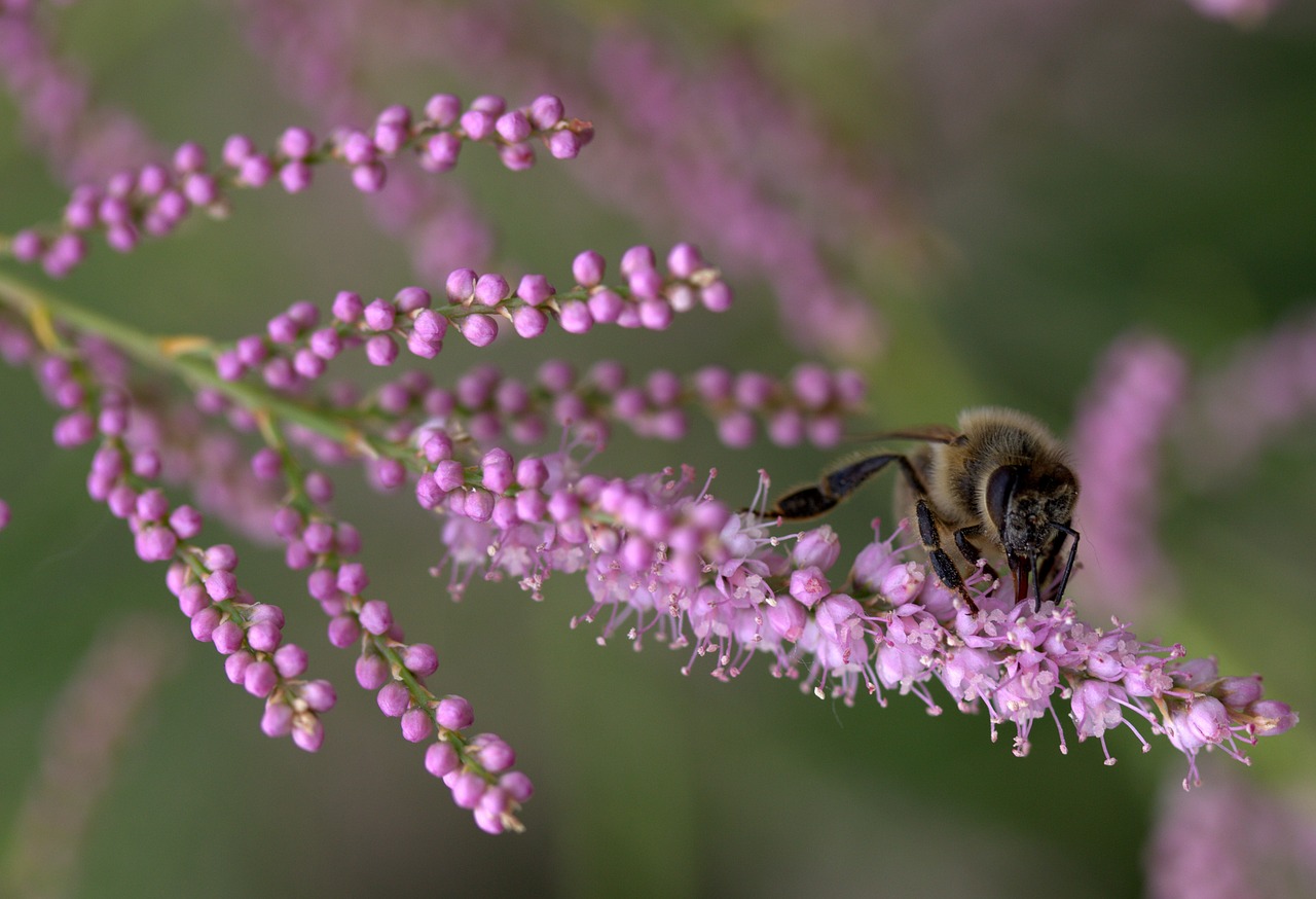 bee casey flowers free photo